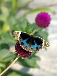 Prachtvoller Schmetterling