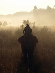 Elefantenritt im Morgennebel