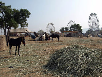 Die Reste der Pushkar Mela ... ein paar Pferde und Karussels sind noch da