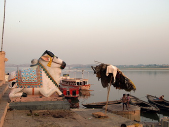 Der Bulle Nandi am Ufer