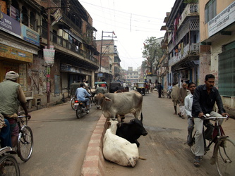 Typissche Straßenszene ... Kühe, Fahrräder, Rikschasji