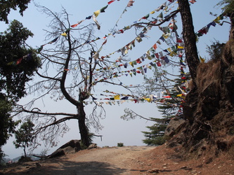 Wanderung nach Dharamkot - Baum mit Gebetsfahnen