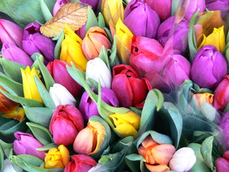 Tulpen auf dem Blumenmarkt