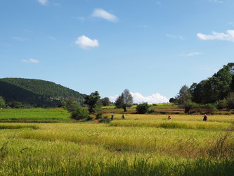 Wanderung durch Reisfelder