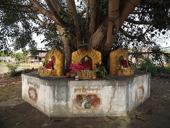 Buddha unterm Baum