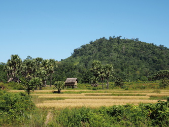 Hütte in den Reisfeldern
