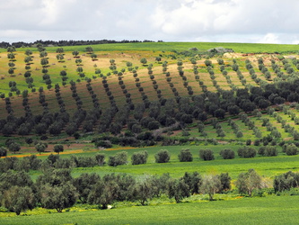 Oliven-Plantagen