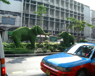 Elefanten - Mitten in Bangkok