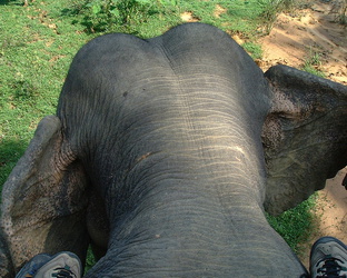 So sieht ein Elefant hinter den Ohren aus!