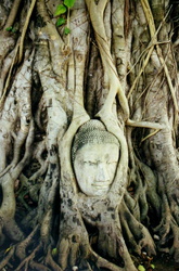 Buddha-Kopf eingewachsen in einer Birkenfeige