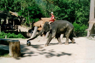 Elefanten-Fußball 