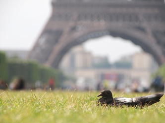Taube im Park am Eiffelturm