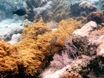 Michaelmas Reef