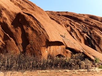 Verbrannte Bäume am Fuße des Uluru