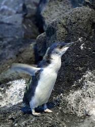 Pinguin am St Kilda Pier