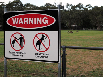 Sportplatz mit Kanguru-Invasion