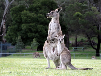 Känguru-Mutter mit Kind