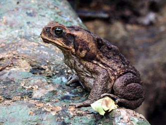 Riesige Cane Toad - Zuckerrohr Kröte