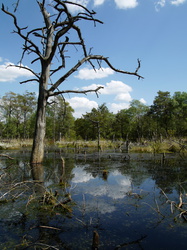 Lüneburger Heide - Pietzmoor