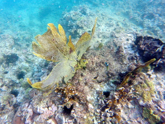 Koralle und Seeigel