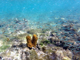 Unterwasserröhren und viele kleine Fische