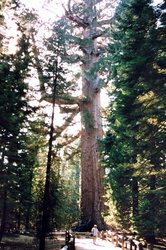 Kings Canyon