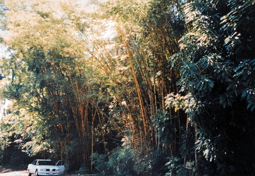 Big Island - Riesiger Bambus