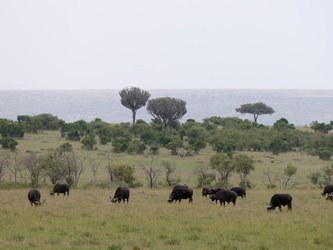 Masai Mara - Büffelherde