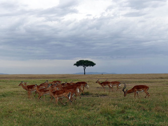Masai Mara - Gazellen