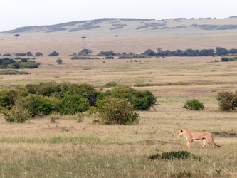 Masai Mara - Löwin