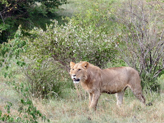 Masai Mara - Löwin