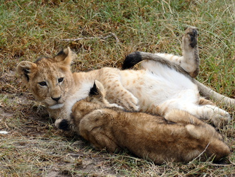 Masai Mara - Kleine Löwen