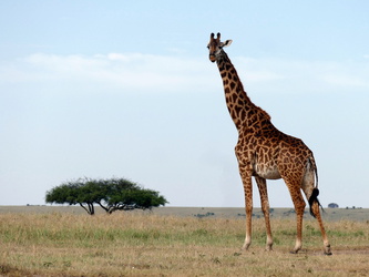 Masai Mara - Giraffe