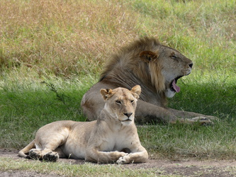 Masai Mara - Müder Löwe