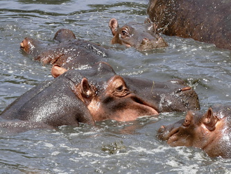 Masai Mara - Nilpferde