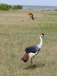 Masai Mara - Kronenkranich