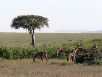 Masai Mara - Giraffen