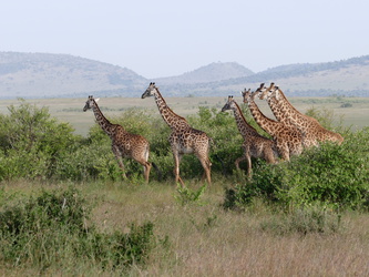 Masai Mara - Giraffen