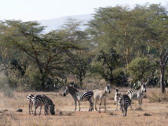 Soysambu - Zebra-Herde