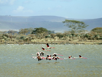 Flamingos am Lake Elementeita