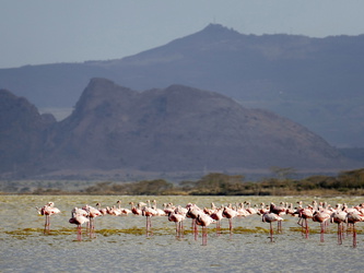 Lake Elementeita - Flamingos
