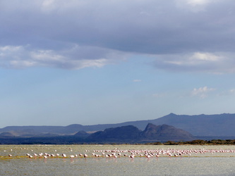 Lake Elementeita - Flamingos