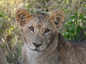 Solio Game Reserve - Junger Löwe