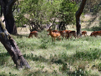 Solio Game Reserve - Antilopen