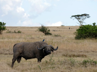 Solio Game Reserve - Büffel 