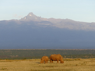 Solio Game Reserve - Nashörner im Abendlicht vor dem Mount Kenya