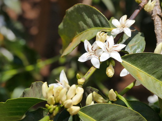 Kimathi Universität - Kaffee-Pflanze mit Blüten