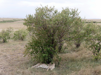 Masai Mara - Gepard