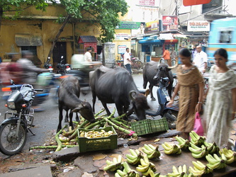 Puducherry - Typische Straßenszene