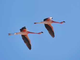 Laguna Chaxa - Flamingos